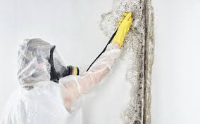 Why You Should Choose Our Mold Remediation Services in Mauldin, SC